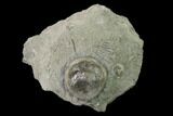 Edrioasteroid (Isorophus) On Brachiopod - Fairfield, Ohio #135587-1